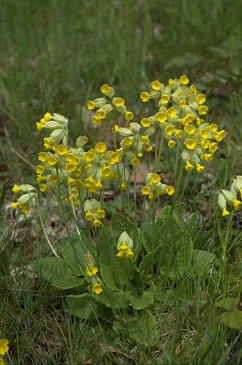 Primula officinalis